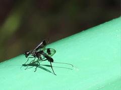 Aulacidae