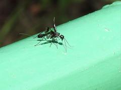 Aulacidae