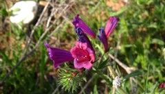 Echium creticum