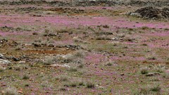 Erodium maculatum