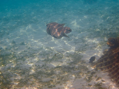 Multilined Puffer — seen at this dive site