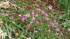 Erodium maculatum