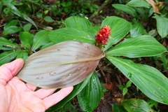 Costus cupreifolius