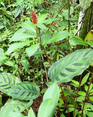 Costus cupreifolius