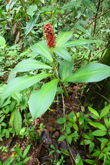 Costus cupreifolius