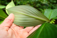 Costus cupreifolius