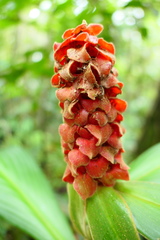 Costus cupreifolius