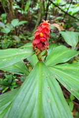 Costus cupreifolius