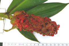 Costus cupreifolius