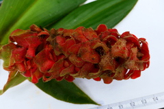 Costus cupreifolius