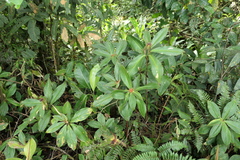 Costus cupreifolius
