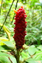 Costus cupreifolius