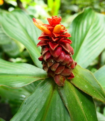 Costus cupreifolius
