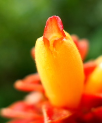 Costus cupreifolius