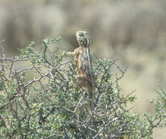 Agama aculeata