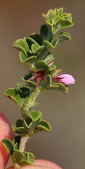 Indigofera candolleana