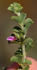 Indigofera candolleana