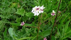 Iberis pectinata