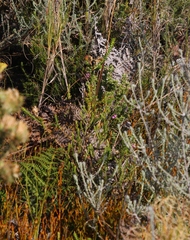 Indigofera candolleana