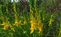 Genista hirsuta