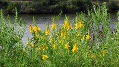 Genista hirsuta