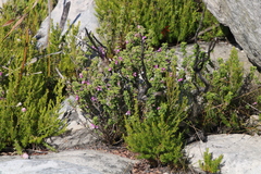 Indigofera candolleana