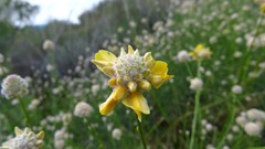 Genista umbellata
