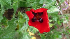 Glaucium corniculatum