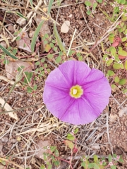 Ipomoea ternifolia leptotoma