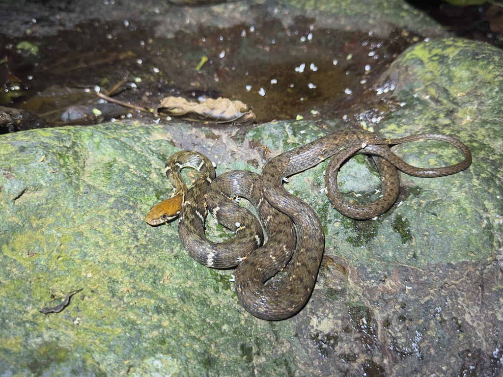Yaeyama Keelback