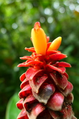 Costus cupreifolius