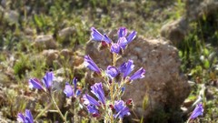 Echium creticum granatense