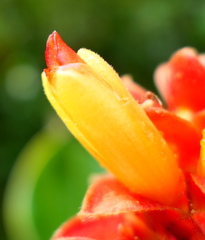 Costus cupreifolius