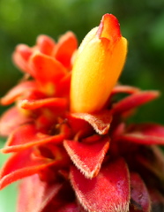 Costus cupreifolius