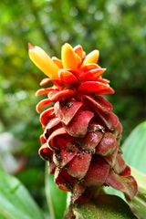 Costus cupreifolius