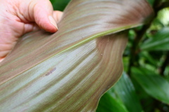 Costus cupreifolius