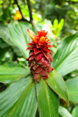 Costus cupreifolius