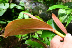 Costus cupreifolius