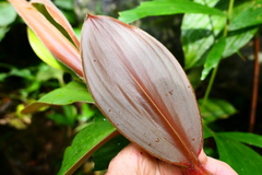 Costus cupreifolius