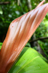 Costus cupreifolius