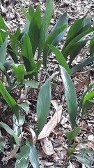 Aspidistra elatior