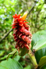 Costus cupreifolius