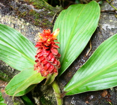 Costus cupreifolius
