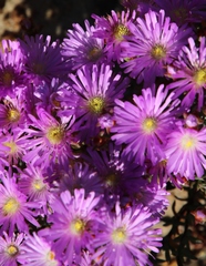 Lampranthus glomeratus