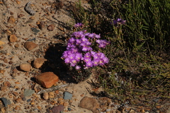 Lampranthus glomeratus