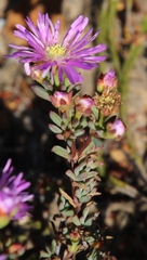 Lampranthus glomeratus