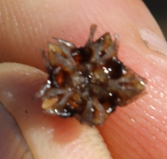 Lampranthus glomeratus