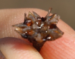 Lampranthus glomeratus