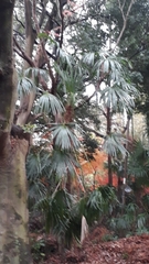 Arecaceae