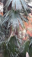 Arecaceae
